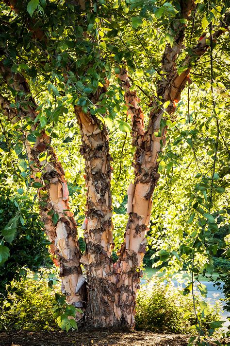 heritage birch clump trees  sale  tree center