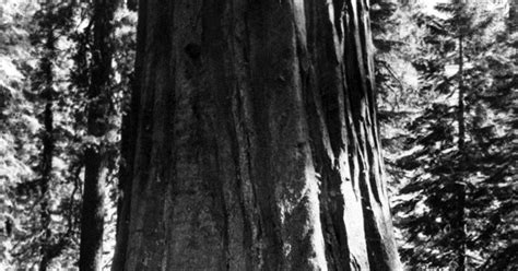 til   location   worlds tallest tree hyperion standing