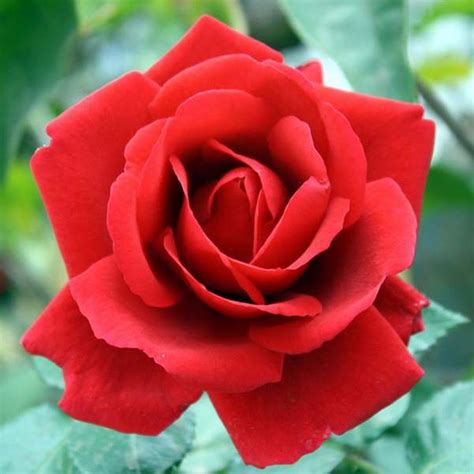 populer  foto bunga mawar merah  puisi gambar bunga indah
