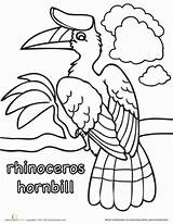 Hornbill Rhinoceros Designlooter sketch template