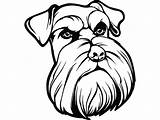 Schnauzer Drawing Line Vector Dog Puppy Breed Clipartmag Paintingvalley sketch template