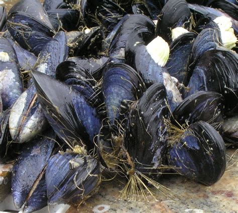 mussels cramped  environmental factors uw news