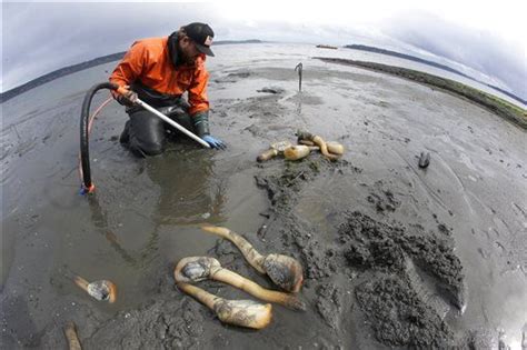 slideshow farming geoducks takes patience and lots of gear gallery