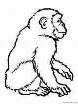 Coloring4free Chimpanzee sketch template