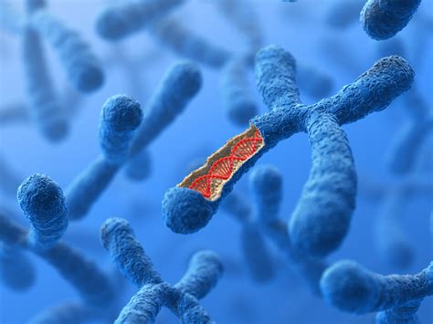 Types Of Chromosomes Biology Wise