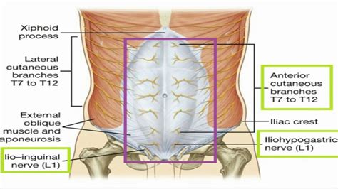 anatomy   abdomen