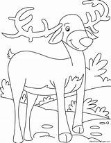 Consider Reindeer Coloring sketch template