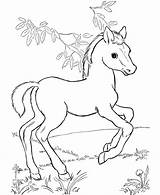 Coloring Pages Horse Kids Color Horses Colouring Printable Print Foal Book Wild Animal Pony Cute Baby Animals Ausmalbild sketch template