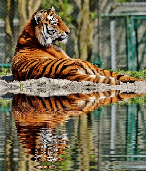 picture   majestic tiger  wild animals