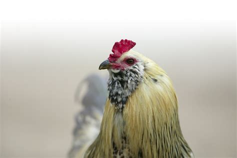 roosters thoreau farm