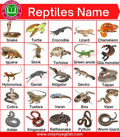 reptiles animals  list  pictures onlymyenglishcom