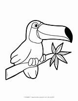 Rainforest Animals Jungle Coloring Pages Animal Drawing Drawings Preschoolers Forest Easy Rain Theme Crafts Preschool Color Printable Result Endangered Toucan sketch template