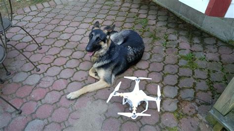 dog laying   ground    remote control toy   small quadcopter