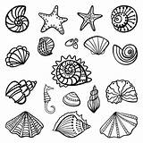 Shells Conchiglie Muscheln Colorpagesformom Seascape Malen Seashells Seashell Dinge Einfache Fische Zeichnungen Tante Graphicriver Afkomstig sketch template