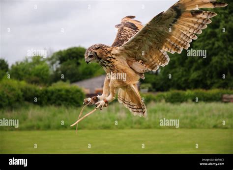 eagle owl swooping stock photo alamy