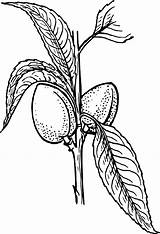 Almond Plant Clipart Coloring Line Colouring sketch template