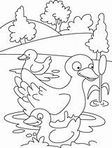Coloring Duck Pages Duckling Ducklings Colouring Ducks Mother Swimming Quack Printable Kids Ugly Swim Her Omalovánka Animal Popular Visit Little sketch template