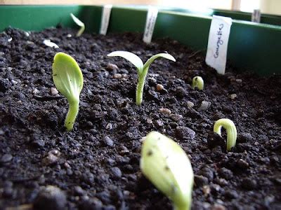 sow  grow zucchini  seed indoors  garden  eaden