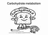 Carbohydrate Drawing Getdrawings sketch template