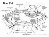 Labeled Cells Timvandevall Diagrams Printables Labeling Unlabeled Membrane sketch template