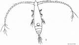 Californicus Zooplankton Drawing sketch template