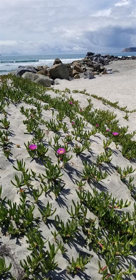 ice plants coronado beach california rbotanicalporn