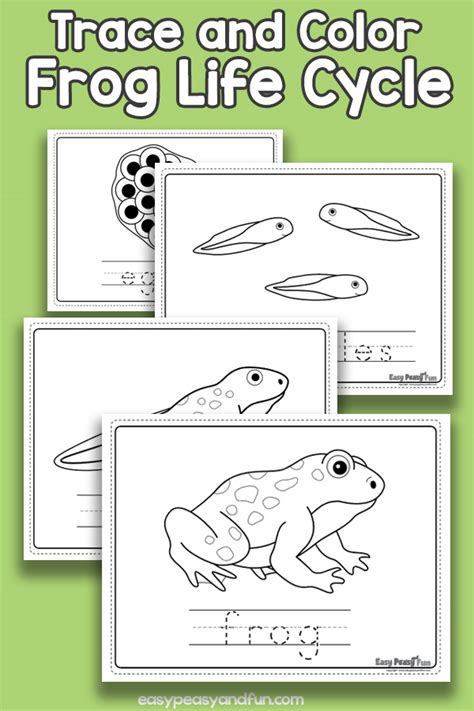 vocabulary frog life cycle coloring pages easy peasy  fun membership