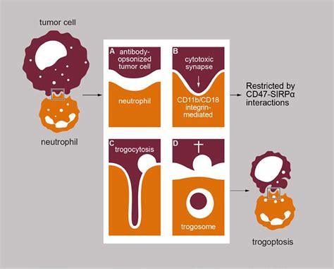graphical abstract  cell reports scicomvisuals