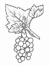 Grapes Uva Ribes Fruits Vine Gooseberry Crispa Berries Supercoloring sketch template