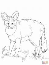 Fox Bat Eared Coloring Pages Clipart Supercoloring Drawing Puzzle Grey North American sketch template