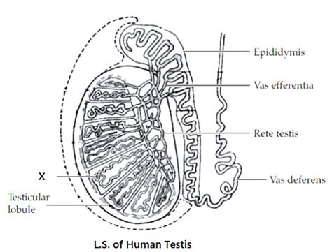 draw  labelled diagram  ls   human testis