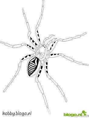 kids  funcom create personal coloring page  spiders coloring page