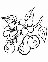 Blossom Cereja Cerezo Cherries Supercoloring Rama Cerejas Cerisier Tudodesenhos Branche Outras Duas Torta Indiaparenting Clipartmag Jak Kwiatuszki sketch template