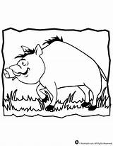 Coloring Animal Boar Jr sketch template