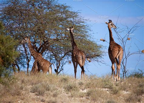 giraffes  african savanna high quality animal stock