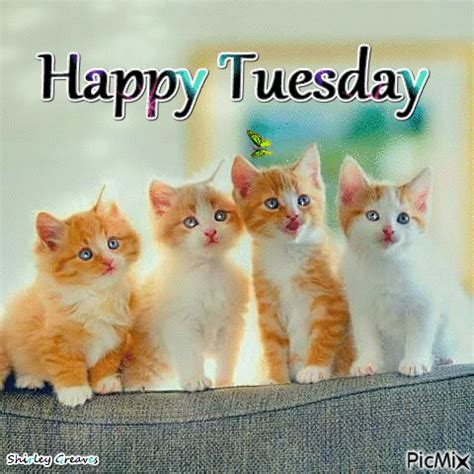 kitten happy tuesday gif pictures   images  facebook