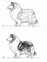 Sheltie Dog Sheepdog Shetland Draw Coloring Energetic Playful Drawings sketch template