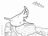 Shark Nurse Coloring Pages Lazies Prefers Shallows Hoover Daytime Seems Meal During Around Small sketch template