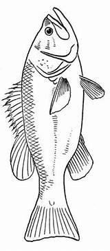 Fisch Carving Fische Zeichnen Malvorlage Vorlagen Drawings Ausmalen Malvorlagen Outline Basteln Kunst Poisson Druckvorlage Kostenlose Peces Carretilla Pez Mascaras Patternsge sketch template