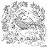 Oiseau Floraux Oiseaux éléments Magnifique Coloriages sketch template