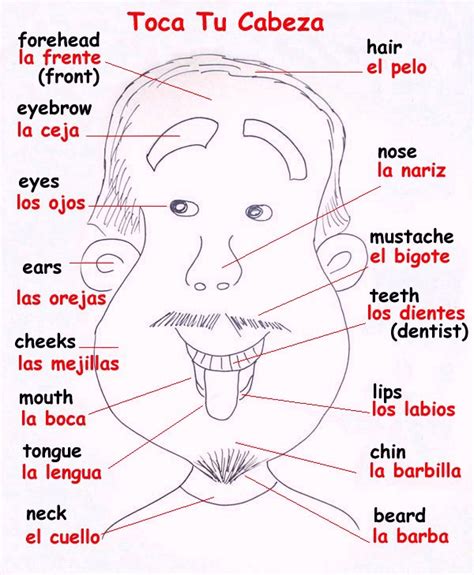 quia parts of the head in spanish