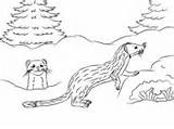 Tailed Long Weasel Coloring Weasels Cute Pages sketch template