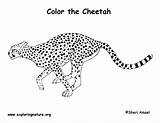 Cheetah Exploringnature sketch template