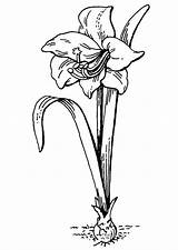 Amaryllis Flower Coloring Tattoo Cliparts Drawing Clipart Para Pages Colorear Flores Color Printable Large sketch template