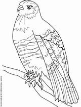 Faucon Tourterelle Colorat Oiseaux Pasari Hawk2 P110 Planse Millenium Aguila Primiiani Desene Colorier sketch template