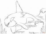 Whale Coloring Killer Pages Orca Beautiful Drawing Printable Outline Drawings Crafts sketch template