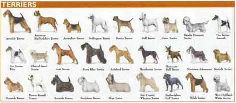 terrier breeds chart google search dog breeds chart akc dog breeds dog breed names dog