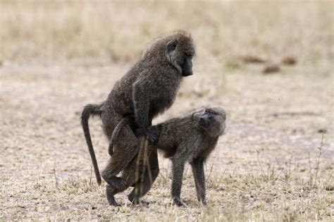 Size Of Female Baboons Behind Not Important To Male Primate