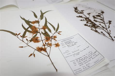 herbarium launched  botanic gardens day bundaberg