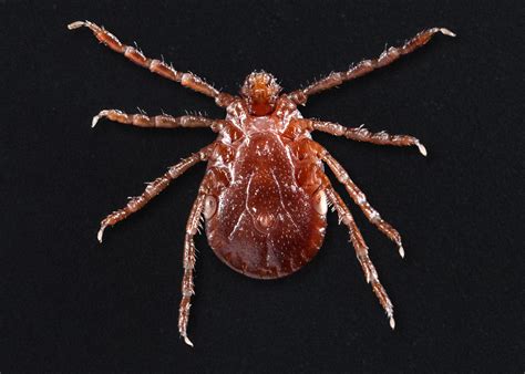 tick species capable  transmitting deadly disease  spreading